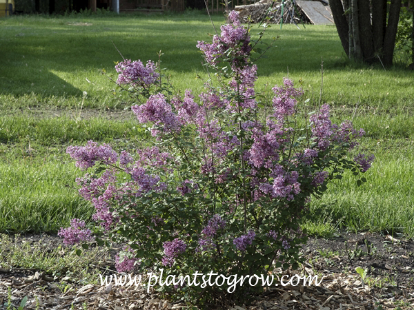 Bloomerang Lilac (Syringa penda)
This is a third year plant in my yard.